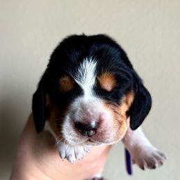Purple Female - Black brown and white Basset Hound puppy in Seminole, Texas from Savage Sisters Basset Hounds