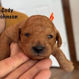Cody Johnson - Red  male Goldendoodle puppy in Lancaster, Minnesota from North Star Dog Training