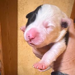 June - Black and white female Border Collie puppy in Lebanon, Oregon from Cahill’s Canines