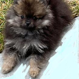 Pomeranian Puppies from Lori’s Precious Poms