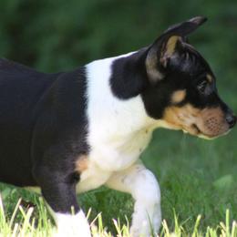 Rat Terrier Puppies from Walnut Acre Decker Terrier and ODT