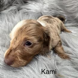 Kami - Dapple female Dachshund puppy in Cabool, Missouri from Dachshund's of Country Magic Farms in Missouri