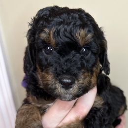 Phyllis - Tri-color Bernedoodle puppy in Arab, Alabama from ConkleDoodlePoos