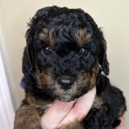 Phyllis - Tri-color Bernedoodle puppy in Arab, Alabama from ConkleDoodlePoos