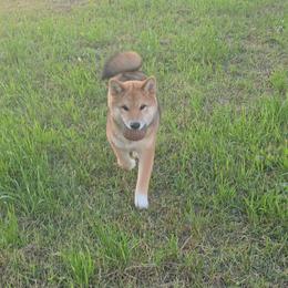 Max - Red male Shiba Inu puppy in Marianna, Florida from Diwasou