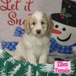Ellen - Parti female Assorted Doodle Crosses puppy in Beecher, Illinois from Erica’s Doodles