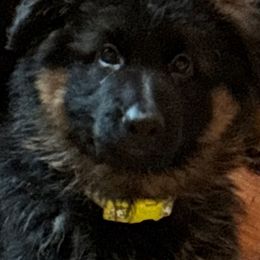 German Shepherds from von der Benedikt GSD