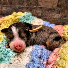 Aspen - Chocolate merle female Bernedoodle puppy in Forest, Ohio from Mini Doodle Buddies
