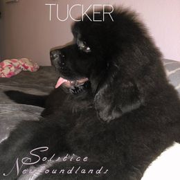 Newfoundland Puppies from Solstice Newfoundlands