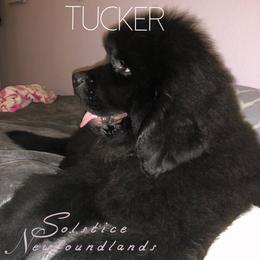 Newfoundland Puppies from Solstice Newfoundlands