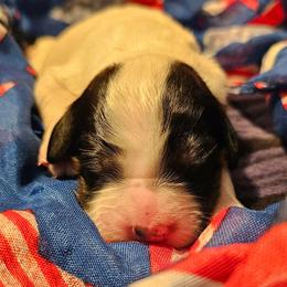 Girl 3 - Tri Full Mask - Blue belton and tan (tri-color) female English Setter puppy in Boise, Idaho from English Setters of the Eyrie