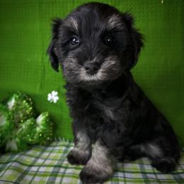Black and Silver - Black and silver male Miniature Schnauzer puppy in Placerville, California from Rpuppies