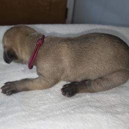 Maroon collar. Fawn Girl. - Fawn female Great Dane puppy in Hickman, Kentucky from Tidal Wave Danes