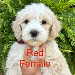 Red - Cream female Goldendoodle puppy in Lineville, Alabama from Dogwood Doodles of Alabama