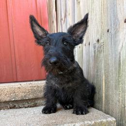 Liam (light blue) - Brindle male Scottish Terrier puppy in Chattanooga, Oklahoma from Lottie Dottie Scottie’s and Papillons