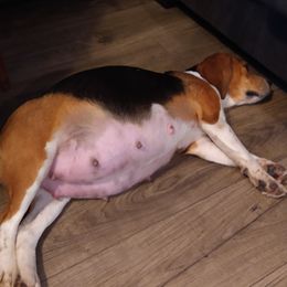 Beagles from Shannon Ayotte