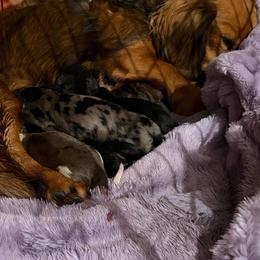 Marcel - Dapple male Dachshund puppy in Temple, Texas from Brit’s Doxie Crossing