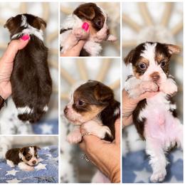 Rolo - Tan male Yorkshire Terrier puppy in Cleveland, Tennessee from Moody’s Morkies and More
