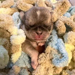 Lila (orange) - Cream female Pug puppy in Hereford, Arizona from Broken Road Ranch Pugs