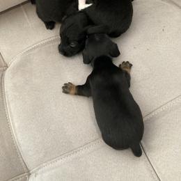 Dachshund Puppies from Dachshund Dad