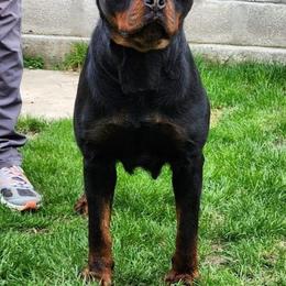Paris Timit Tor - Black and mahogany female Rottweiler puppy in Parker, Colorado from Denver Rotties