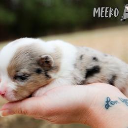 Meeko - Blue merle and white male American Corgi puppy in Star City, Arkansas from T4 Farms