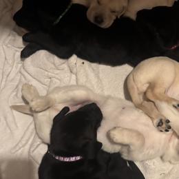 Labrador Retrievers from Matthew McNeely