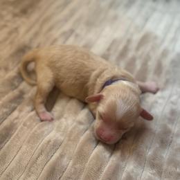 Caramel - Caramel female Australian Labradoodle puppy in Caldwell, Idaho from Leila Pearson