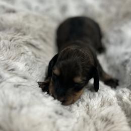 Derek(McDreamy)Greys Anatomy Litter - Piebald male Dachshund puppy in Proctor, Montana from Blue Star Dachshunds