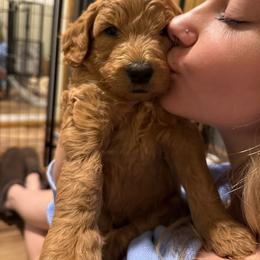 Casper - Blue collar - Apricot male Goldendoodle puppy in Puyallup, Washington from Dawnie’s Doodles