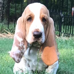Basset Hounds from Charli Rose & Co Basset Hounds