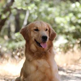 Aqua - Golden Retriever