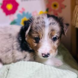 Charlie - Blue merle male Toy Australian Shepherd puppy in Garvin, Oklahoma from Hochatown Awesome Aussies