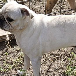 Companion Crosses and Pugs from Farmhouse Frenchies