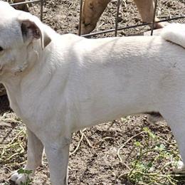 Companion Crosses and Pugs from Farmhouse Frenchies