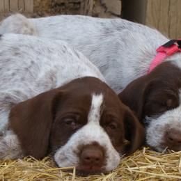 German Wirehaired Pointer Puppies from Idawire GWPs