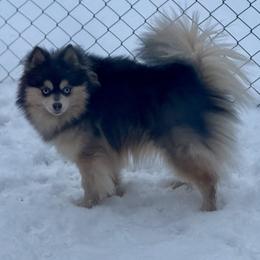Silver - Pomsky