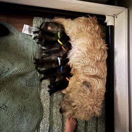 Blue Boy - Blue brindle male Glen of Imaal Terrier puppy in Homestead, Pennsylvania from Galore Glens