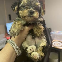 Chihuahua, Morkie, and Yorkshire Terrier Puppies from Patty’s Paws