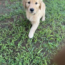 Golden Retriever Puppies from O’Shields Golden Paws