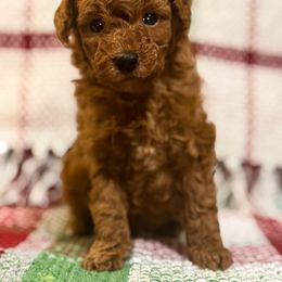 AKC Pine - Apricot male Poodle puppy in Jonesborough, Tennessee from 5AFarms