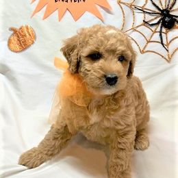 Goldendoodle Puppies from OnlyGoldendoodles