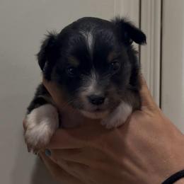 Dallas - Black tri female Toy Australian Shepherd puppy in North Lakeport, California from Wild Rose Ranch