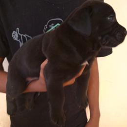 All black with white spot on chest - Brindle male Mastiff puppy in Racine, Wisconsin from FrontlineK9 Boarding & Training LLC