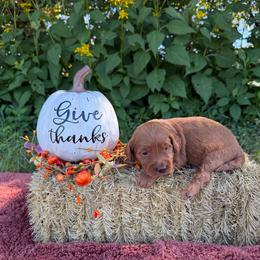 Waylon - Red  male Goldendoodle puppy in Statesville, North Carolina from Ashley's Doodles