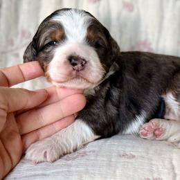 Juniper (purple collar girl) - female Bernedoodle puppy in Colorado Springs, Colorado from Mercy Mountain Bernedoodles