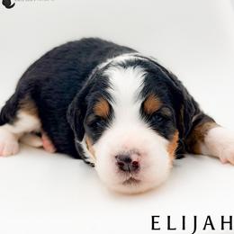 Elijah - male Australian Mountain Doodle puppy in Tipton, Indiana from Country Creek Doodles