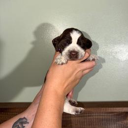 Ruby - Liver white and roan female English Springer Spaniel puppy in Williston, Florida from Parks Paradise Springers