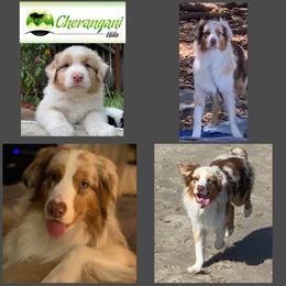 Australian Shepherd Puppies from Cherangani Hills Australian Shepherds