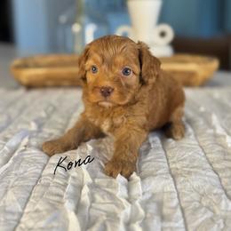 Kona - Caramel female Australian Labradoodle puppy in Nashville, Tennessee from SF Australian Labradoodles
